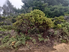 Bolinas manzanita (Arctostaphylos virgata)