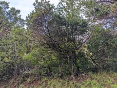 Bolinas manzanita (Arctostaphylos virgata)