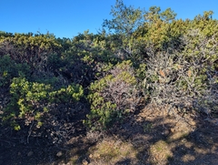 Bolinas manzanita (Arctostaphylos virgata)