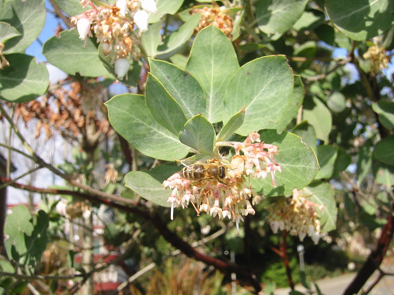 Sticky whiteleaf manzanita: Whiteleaf Manzanita in the Ethnobotanical garden of the Burke Museum