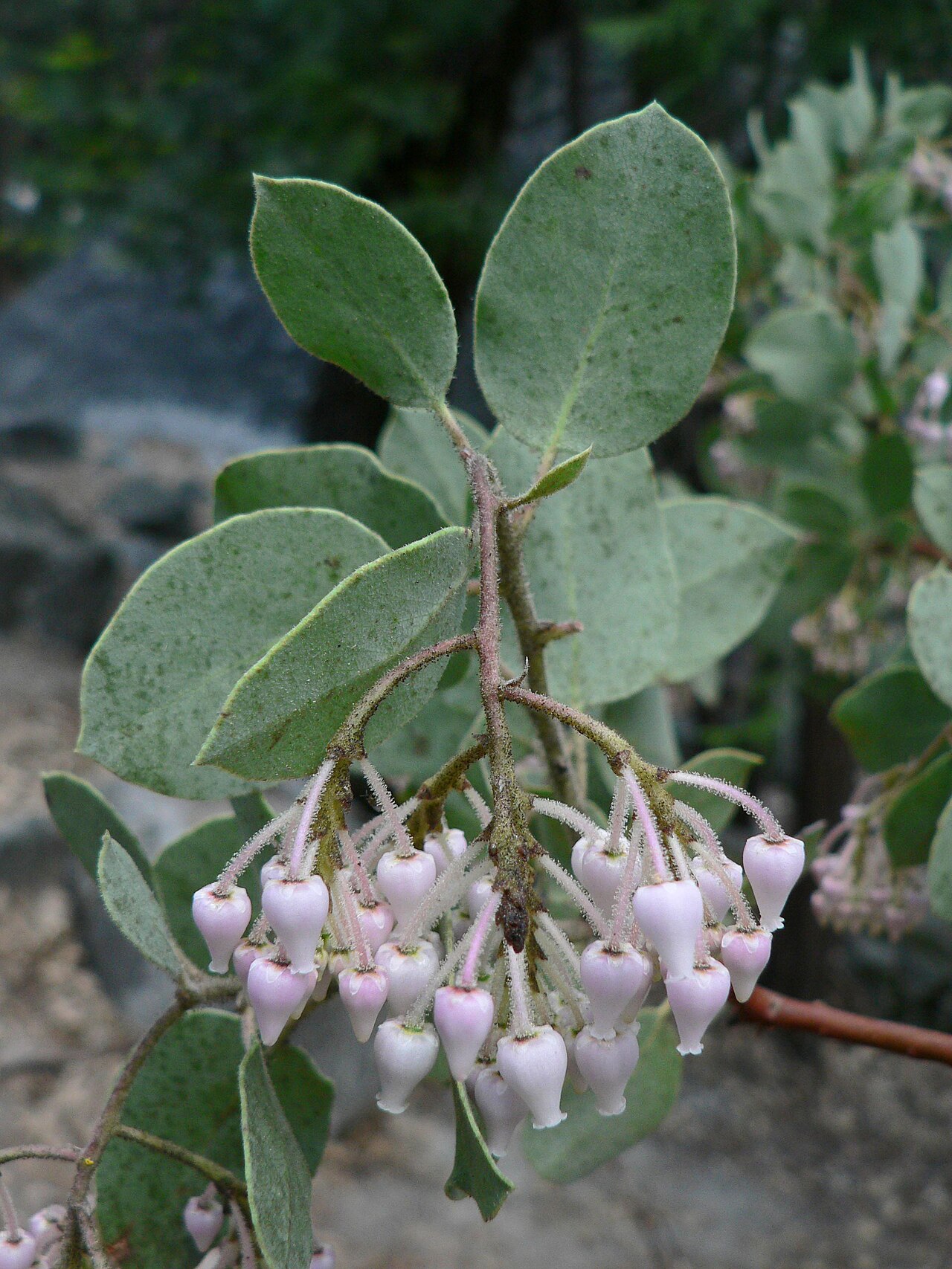 Sticky whiteleaf manzanita: White-Leaf Manzanita foliage and flowers