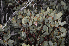 Sticky whiteleaf manzanita (Arctostaphylos viscida)