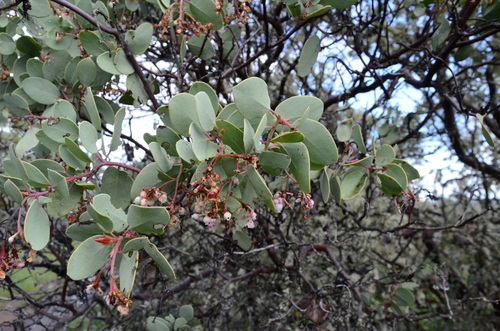 Sticky whiteleaf manzanita (Arctostaphylos viscida)
