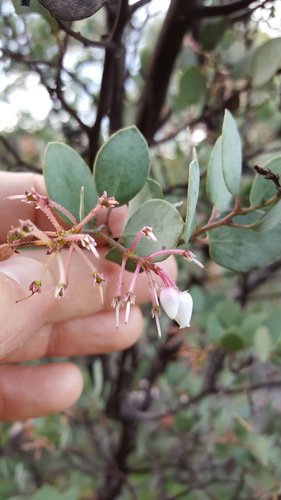 Sticky whiteleaf manzanita (Arctostaphylos viscida)