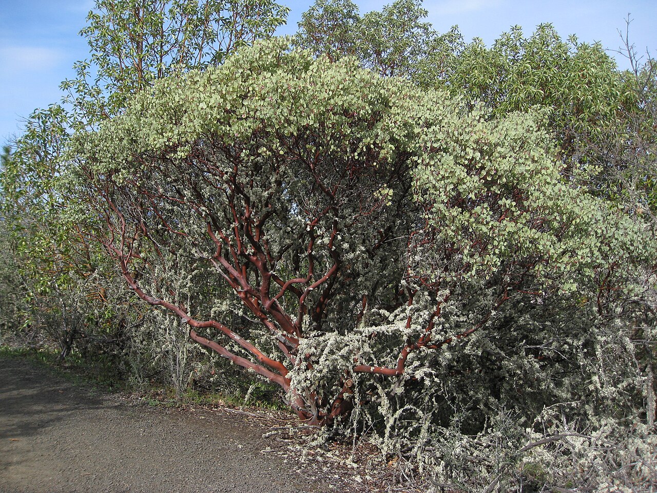 Sticky whiteleaf manzanita: seawt10 168