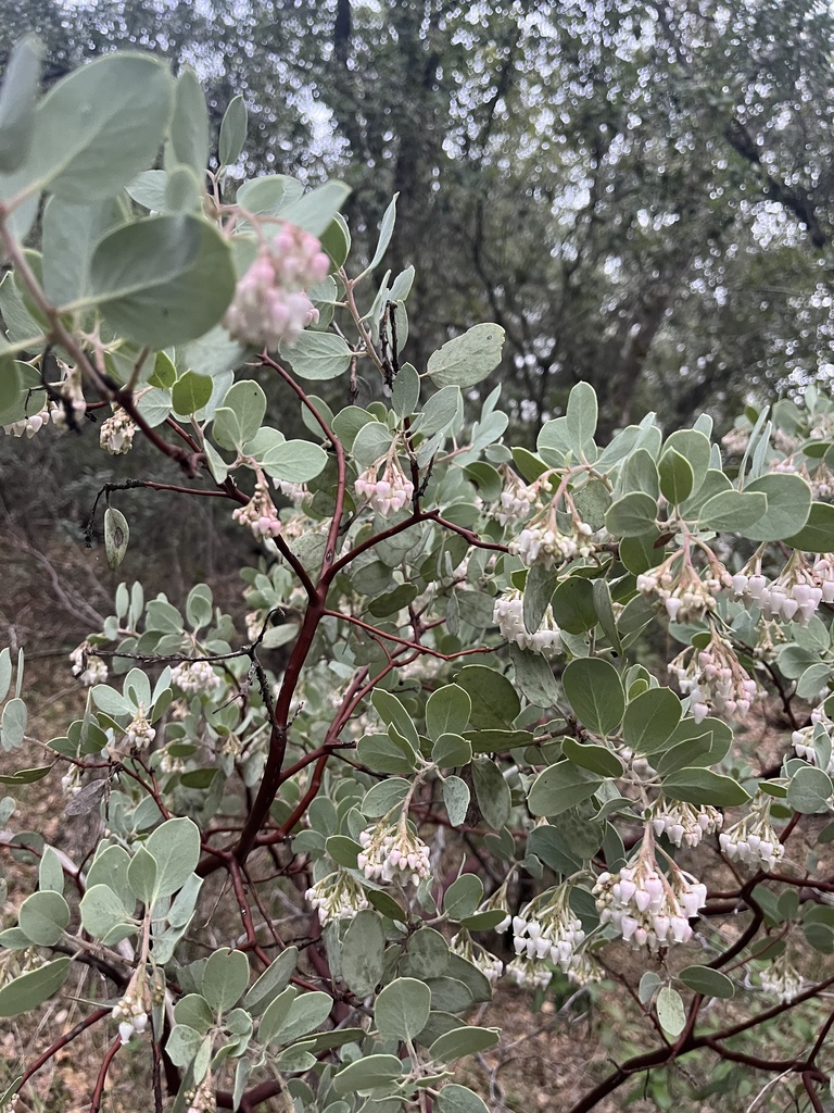Sticky whiteleaf manzanita (Arctostaphylos viscida)