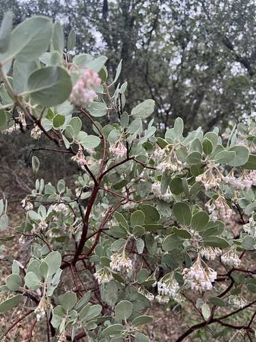Sticky whiteleaf manzanita (Arctostaphylos viscida)