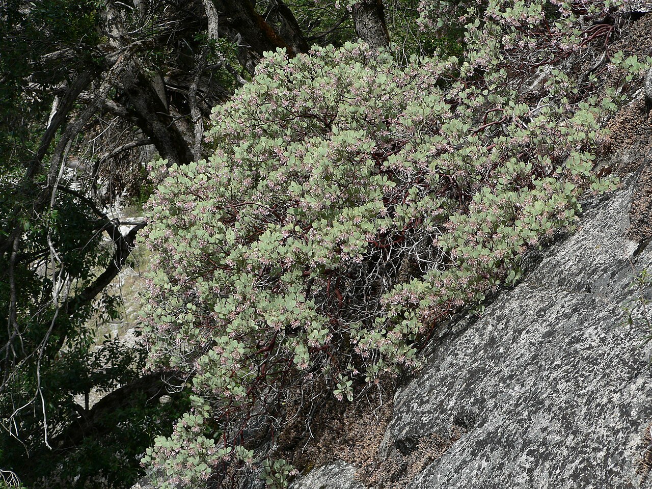 Sticky whiteleaf manzanita: White-Leaf Manzanita form