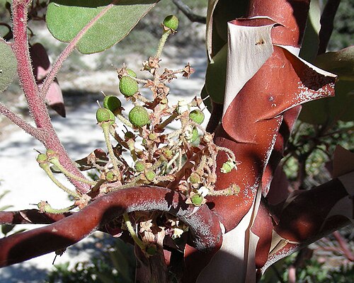 Sticky whiteleaf manzanita: Showing the typical peeling bark common in this genus. Looks like A. viscida, but here near Creel, Mexico, it is out of range for that species.