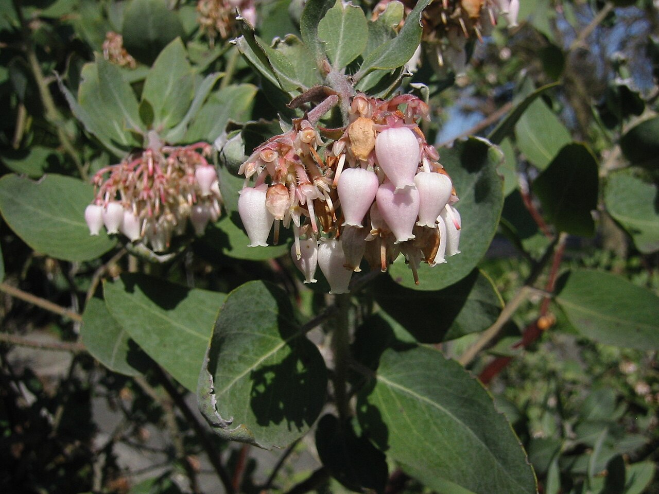 Sticky whiteleaf manzanita: Whiteleaf Manzanita in the Ethnobotanical garden of the Burke Museum .