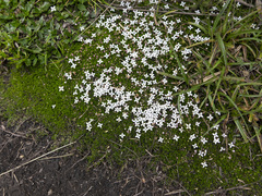 Arcytophyllum filiforme (Arcytophyllum filiforme)