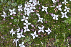 Arcytophyllum filiforme (Arcytophyllum filiforme)