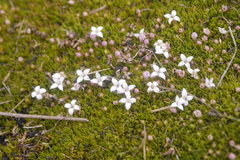 Arcytophyllum filiforme (Arcytophyllum filiforme)