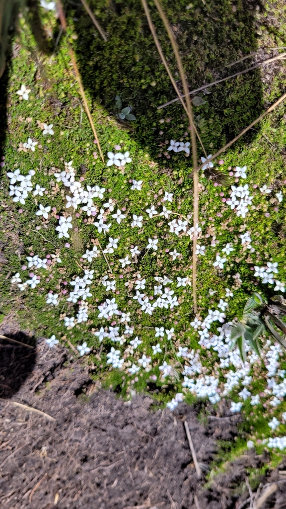 Arcytophyllum filiforme (Arcytophyllum filiforme)