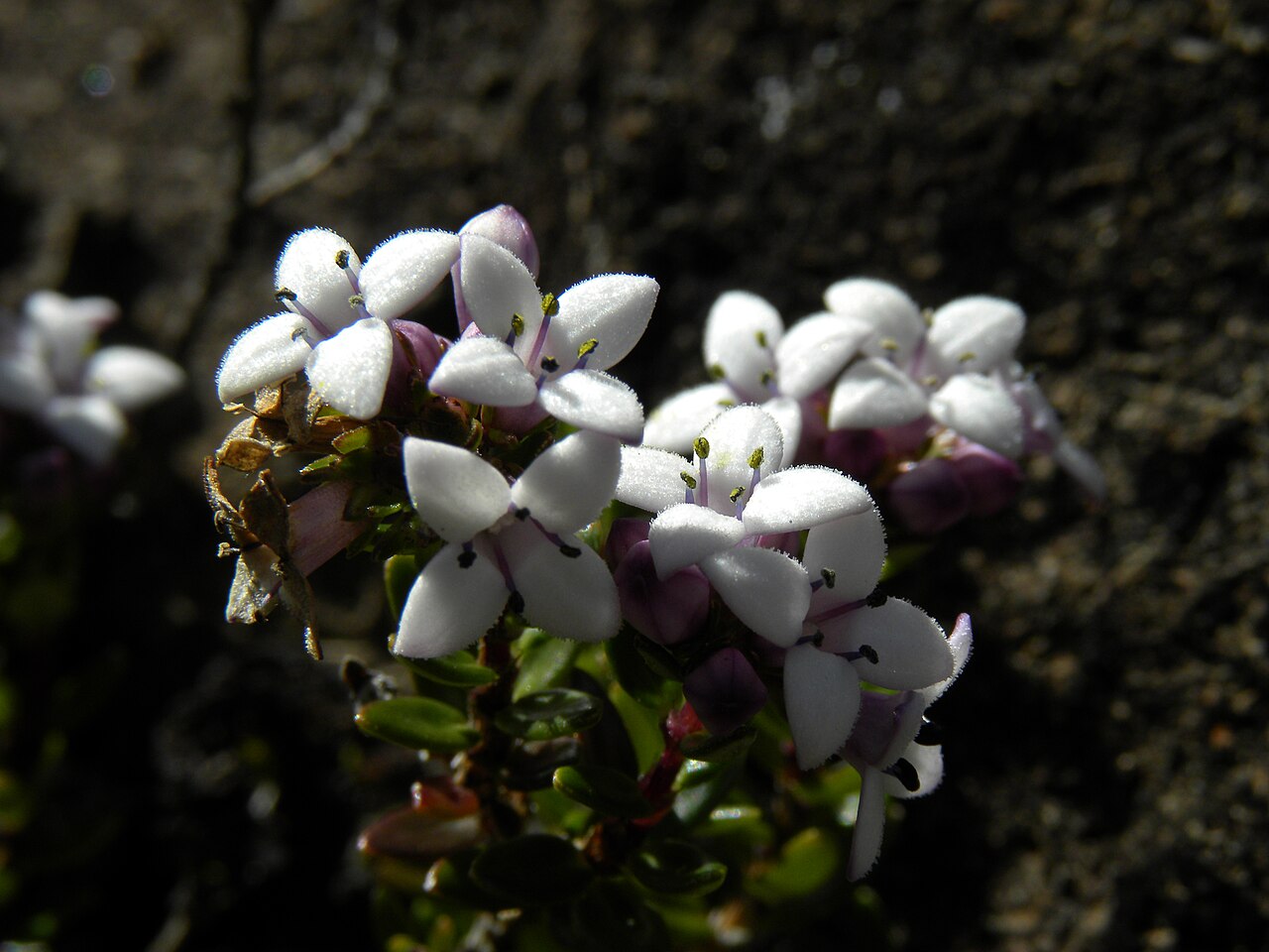 Arcytophyllum lavarum: A short-styled (thrum) morph of Arcytophyllum lavarum on Cerro de la Muerte, San José Province, Costa Rica.