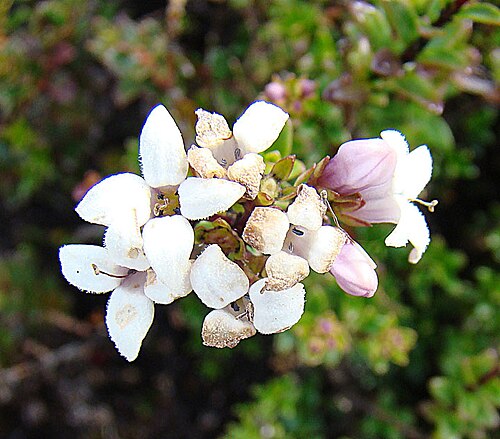 Arcytophyllum lavarum: From elevation on Volcan Baru, western Panama. In context at www.dixpix.ca/meso_america/Flora/coffee/index.html