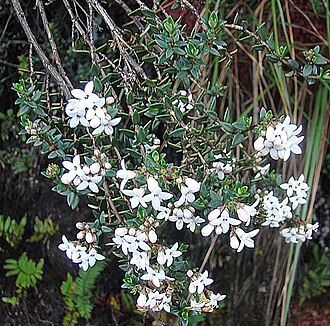 Arcytophyllum lavarum: From a paramo on Cerro de la Muerte, Costa Rica. In context at www.dixpix.ca/meso_america/Flora/coffee/index.html