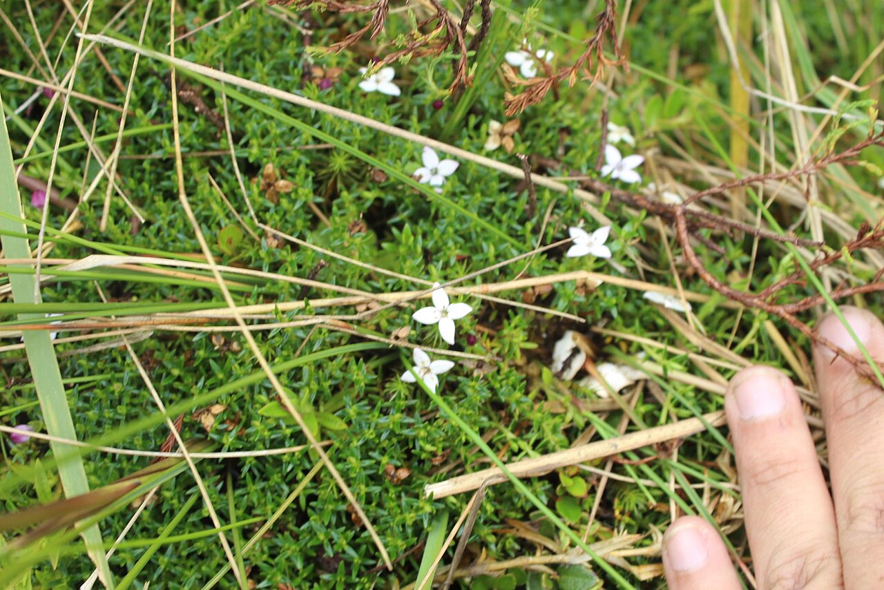 Arcytophyllum muticum: Arcytophyllum muticum. Species of plant.