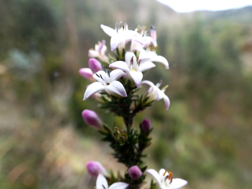 Arcytophyllum rivetii (Arcytophyllum rivetii)