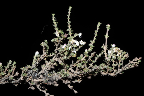 Arcytophyllum rivetii (Arcytophyllum rivetii)