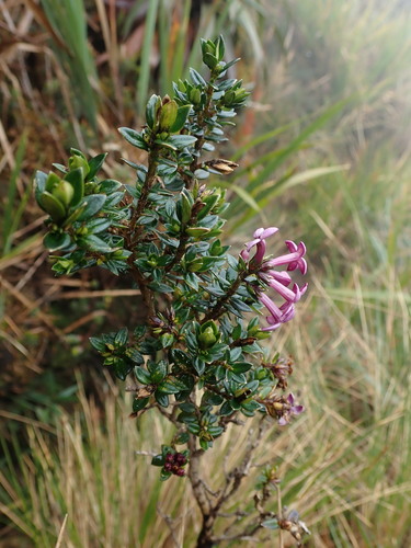Arcytophyllum setosum (Arcytophyllum setosum)