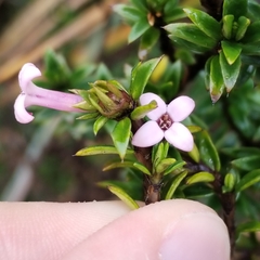Arcytophyllum setosum (Arcytophyllum setosum)