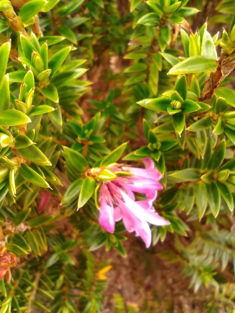 Arcytophyllum setosum (Arcytophyllum setosum)
