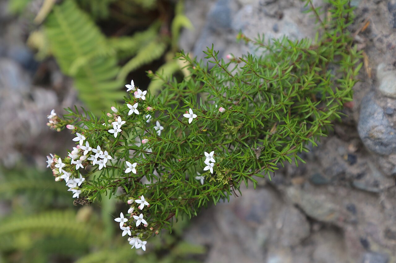 Arcytophyllum thymifolium: Ecuador, Tungurahua, Baños de Agua Santa