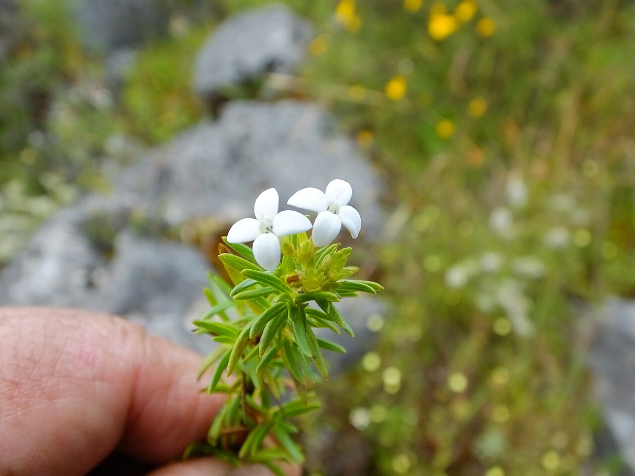 Arcytophyllum thymifolium: Arcytophyllum thymifolium