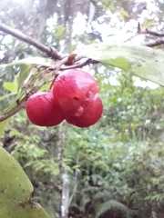 Rambling spearflower (Ardisia brevipedata)