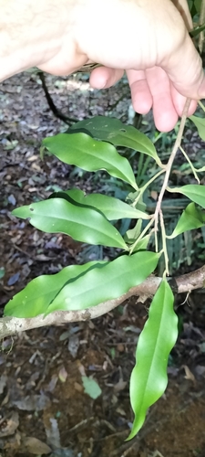 Rambling spearflower (Ardisia brevipedata)