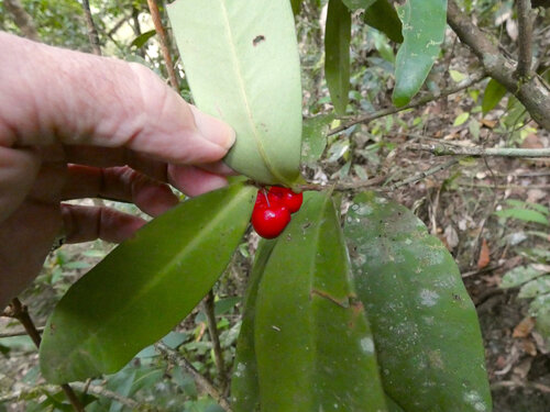 Rambling spearflower (Ardisia brevipedata)