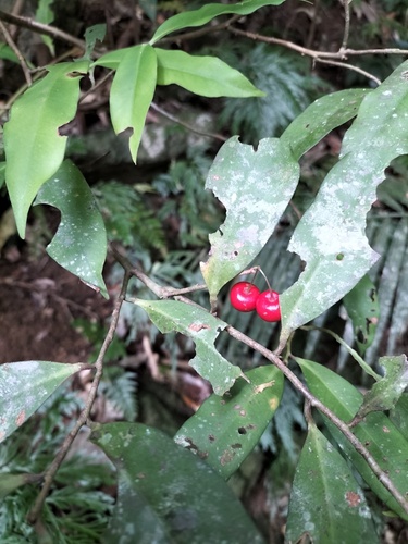 Rambling spearflower (Ardisia brevipedata)