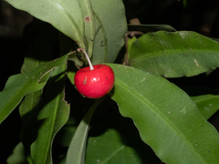 Rambling spearflower (Ardisia brevipedata)