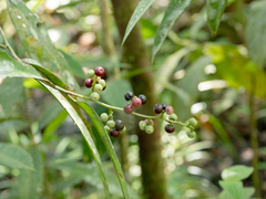 Ardisia complanata (Ardisia complanata)