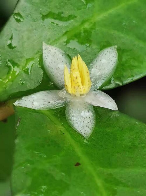 Ardisia cornudentata: Synonyms:Ardisia cornudentata subsp. cornudentata. Endemic to Taiwan. Evergreen shrubs, named "Little umbrella" in Taiwan because the scattered leaves in the fr