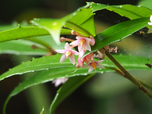 Ardisia cornudentata (Ardisia cornudentata)
