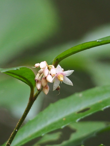 Ardisia cornudentata (Ardisia cornudentata)