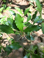 Ardisia cornudentata (Ardisia cornudentata)