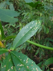 Ardisia cornudentata (Ardisia cornudentata)
