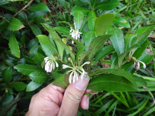 Ardisia cornudentata (Ardisia cornudentata)
