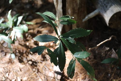 Ardisia cornudentata (Ardisia cornudentata)