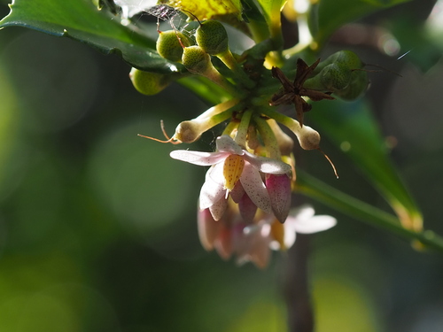 Ardisia cornudentata (Ardisia cornudentata)