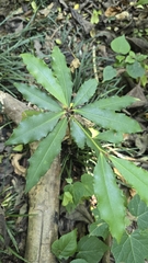 Ardisia cornudentata (Ardisia cornudentata)