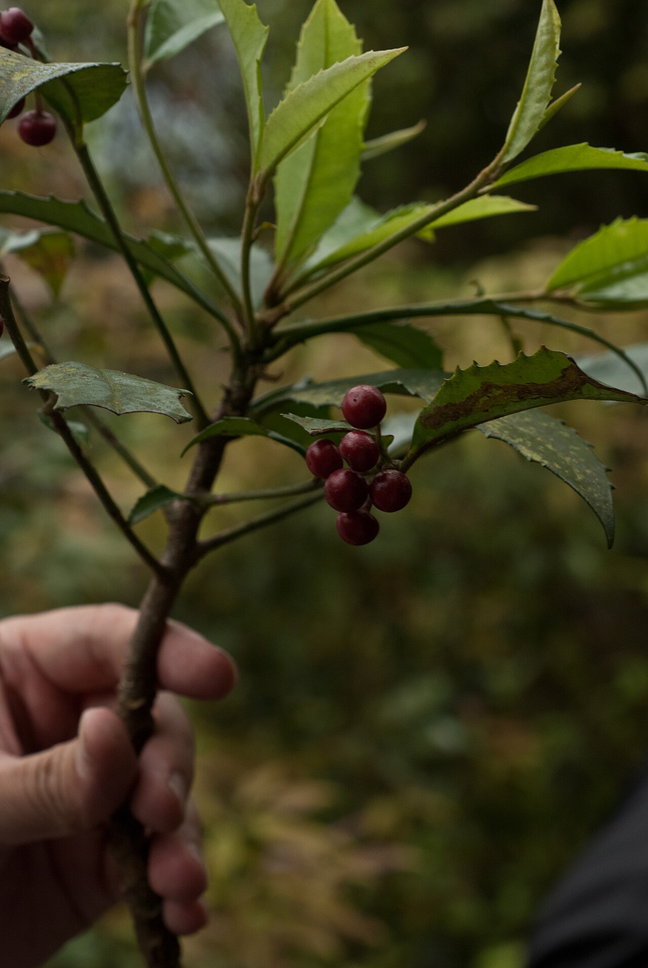 Ardisia cornudentata: Ardisia cornudentata in Taiwan