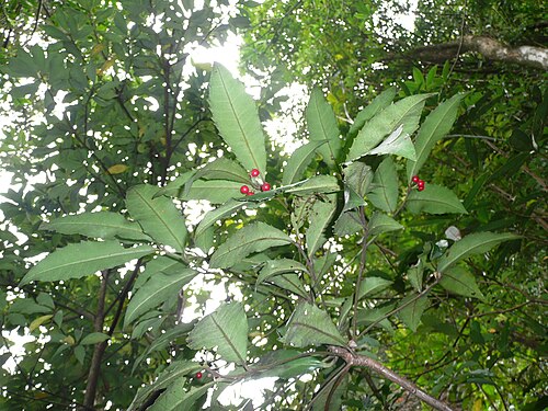 Ardisia cornudentata: Ardisia cornudentata somewhere in Taiwan