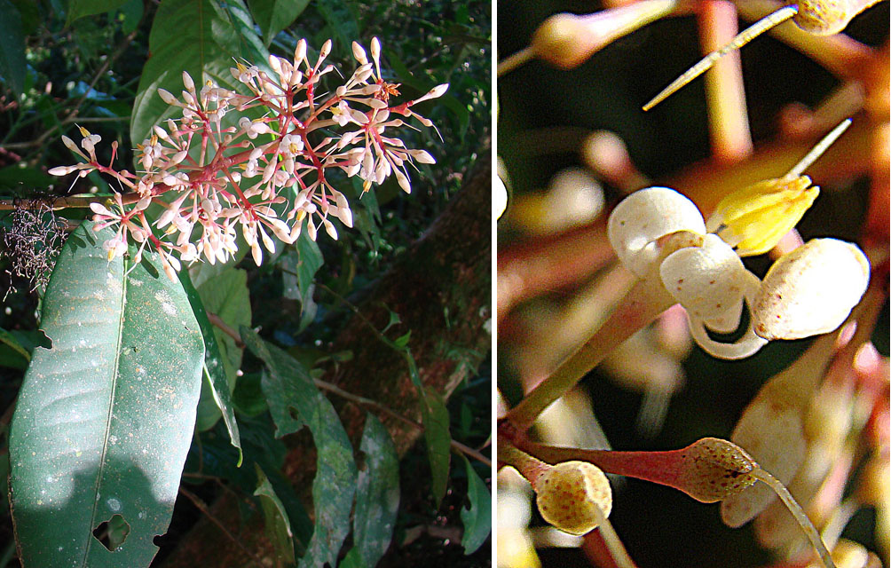 Ardisia costaricensis: A victim of confused taxonomy, found from here in Nicaragua to Panama. In context at www.dixpix.ca/meso_america/Flora/ericales/index.html