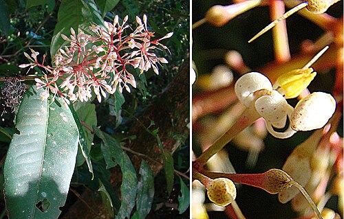 Ardisia costaricensis: A victim of confused taxonomy, found from here in Nicaragua to Panama. In context at www.dixpix.ca/meso_america/Flora/ericales/index.html