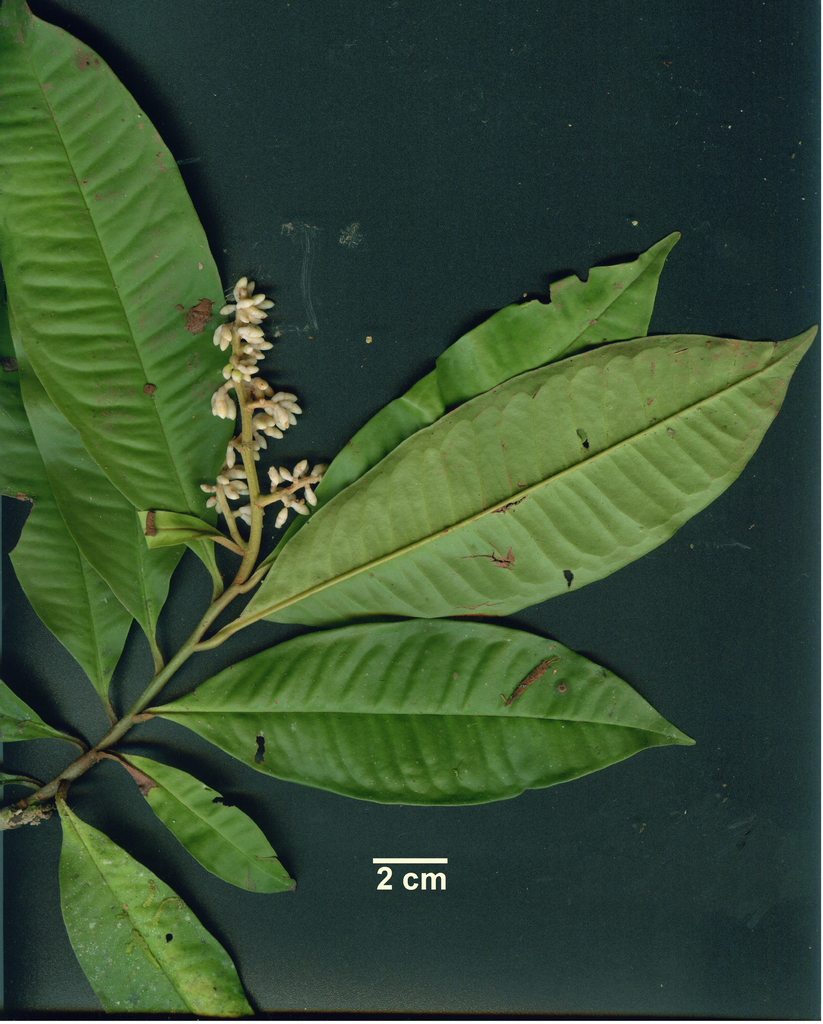 Ardisia dunlapiana (Ardisia dunlapiana)