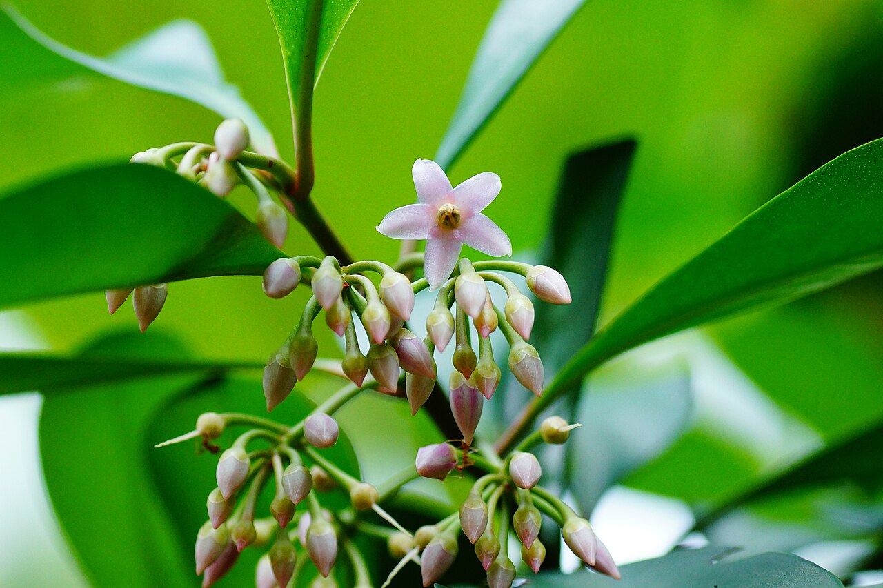 Ardisia forbesii: Ardisia forbesii